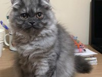 1 Yaşında British Longhair