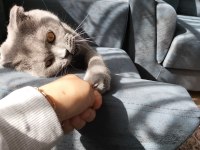 Oyuncu duman scottish fold