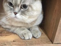 British Shorthair Scottish Fold Longhair Yavrular
