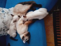 Safkan yavru siyam kedisi
