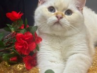 SAFKAN BRİTİSH SHORTHAİR GOLDEN POİNT