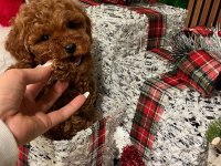 Erkek toy poodle köpeği
