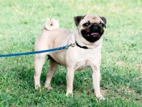 AKKUŞ ÜRETİM ÇİFTLİĞİNDEN PUG YAVRULARI