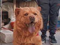 Çok akıllı ve evcil çin aslanı
