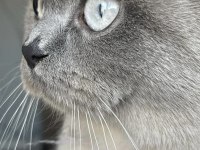 Safkan British Shorthair Dişimiz İçin DAMAT Arıyoruz