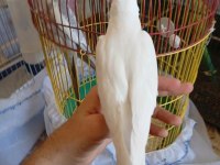 Evcil albino sultan papağanı