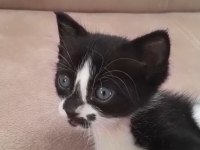 Tekirlerin En Yakışıklısı