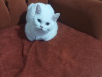 British shorthair 5 aylık zeki oyuncul sevimli eğlenceli
