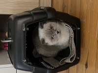 Blue point scottish fold