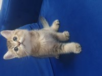 Black Golden British Shorthair Dişi Yavru