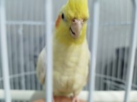 KALEM GİBİ SULTAN PAPAĞANLAR
