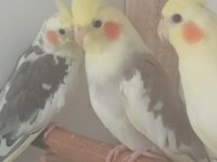 Balıkesir ve çevresi ÜRETİCİDEN sultan papağanı