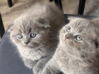 Scottish fold kediler