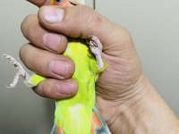 Çok güzel ve sağlıklı ele alıştırmalık kuşlar
