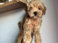 SAFKAN KORE MALTİPOO