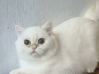 British shorthair ny 12 33 erkek