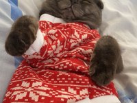 Erkek 7 aylık uysal scottish fold