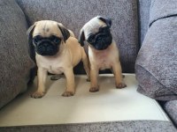 Muhteşem Pug Mops Bebekler A Kalite