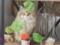 British Longhair Prens Yeni Yuvasını Bekliyor