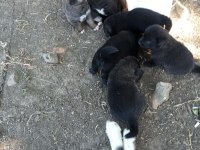 Ücretsiz Yavru Köpekler Verilecektir