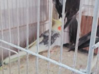 Yavru ve çift sultan papağanları