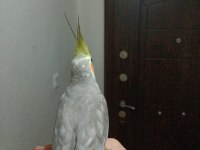 Erkek sultan papağanı