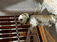 Cins köpek