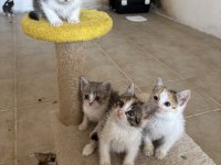 Bu minik kedilere ömürlük yuva