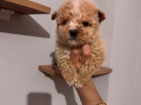Maltipoo yavrularımız