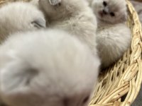 Mükemmel Basık Surat Silver Smoke Scottish Fold Yavrular