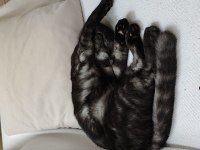 Scottish fold 6 aylık