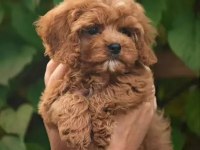 Baby Face Maltipoo Yavrularımız
