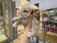 Hollanda lop tavşanlar