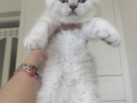 A KALİTE BLUEPOİNT KEDİMİZ