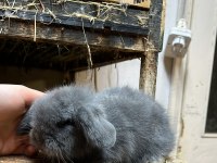 HOLLANDA LOP TAVŞANI