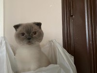 Scottish fold kedisi