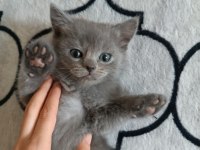 2 aylık lilac british shorthair