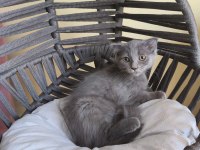 Dişi Scottish Fold Bebeğimiz