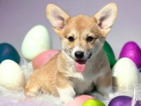 Türkiyede Tek welsh corgi