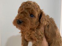 SÜPER KALİTE TOY POODLE YAVRULAR SAHİPLERİNİ BEKLİYOR