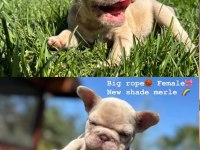 Rope French Bulldog
