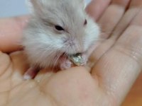 2 adet 1 aylık gonzales hamster