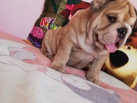 EFSANE ANATOMİ ORİJİNAL ENGLİSH BULLDOG YAVRULAR