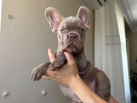EGZOTİK FRENCH BULLDOG YAVRULAR
