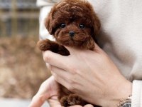 Özenle Büyütülmüş Toy Poodle Yavrular