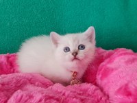 Bluepoint British Shorthair Dişi yavrumuz gitmeye hazır