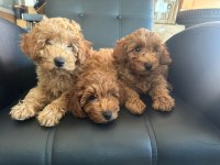 2 AYLIK TOY POODLE YAVRULARIMIZ