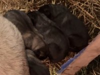 A++ kalite Kangal sağlıklı yavrular sağlam kan