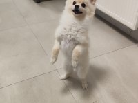 Oyuncu sevimli hareketli ücretsiz pomeranian