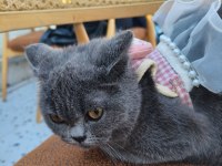 British shorthair 10 aylık